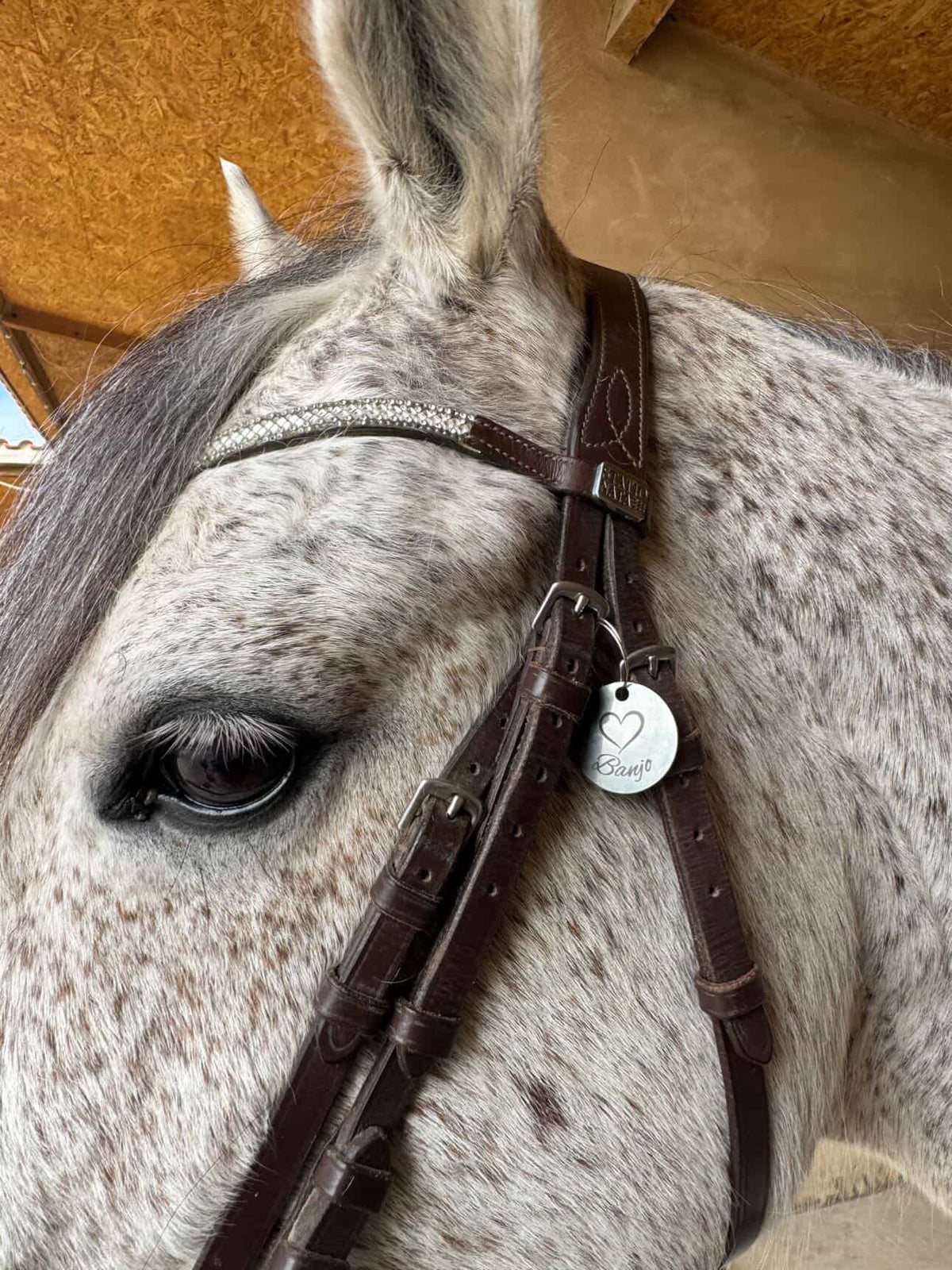 Médaille ronde pour animaux