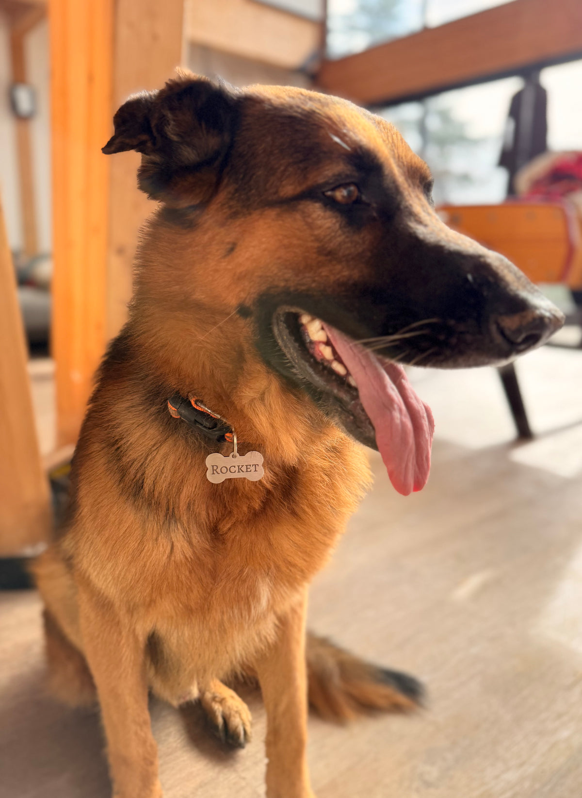 Médaille pour chien Forme Os